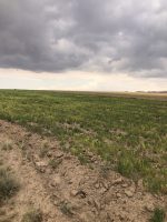 عدس درشت ارگانیک نمین