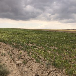 عدس درشت ارگانیک نمین
