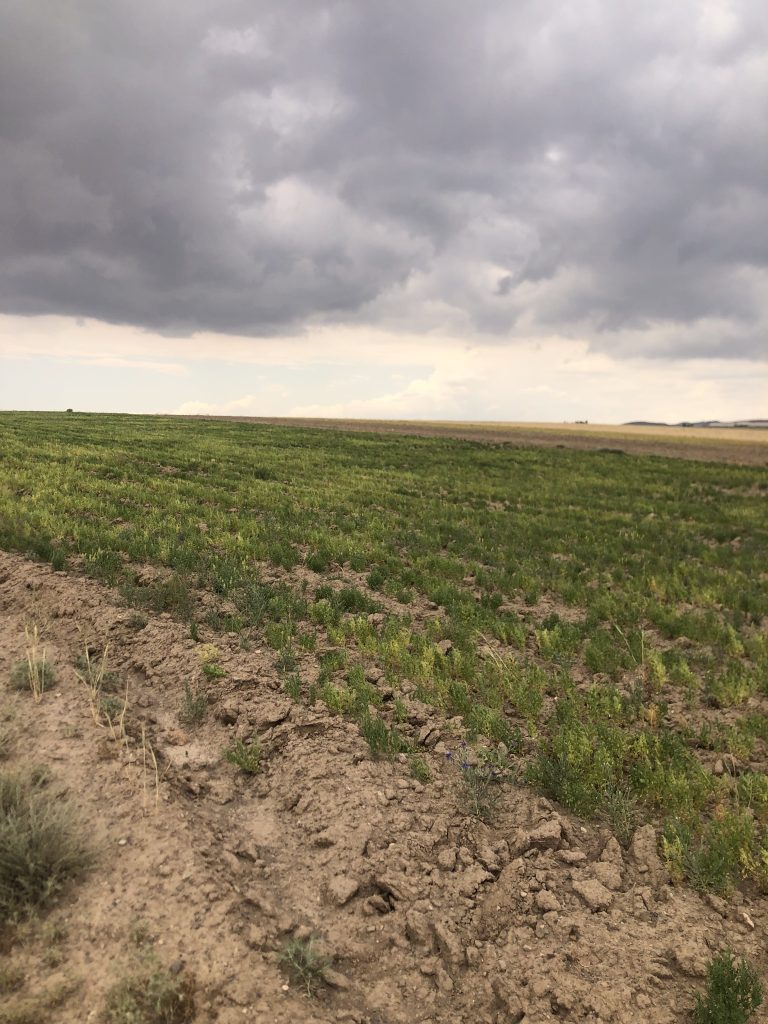عدس درشت ارگانیک نمین